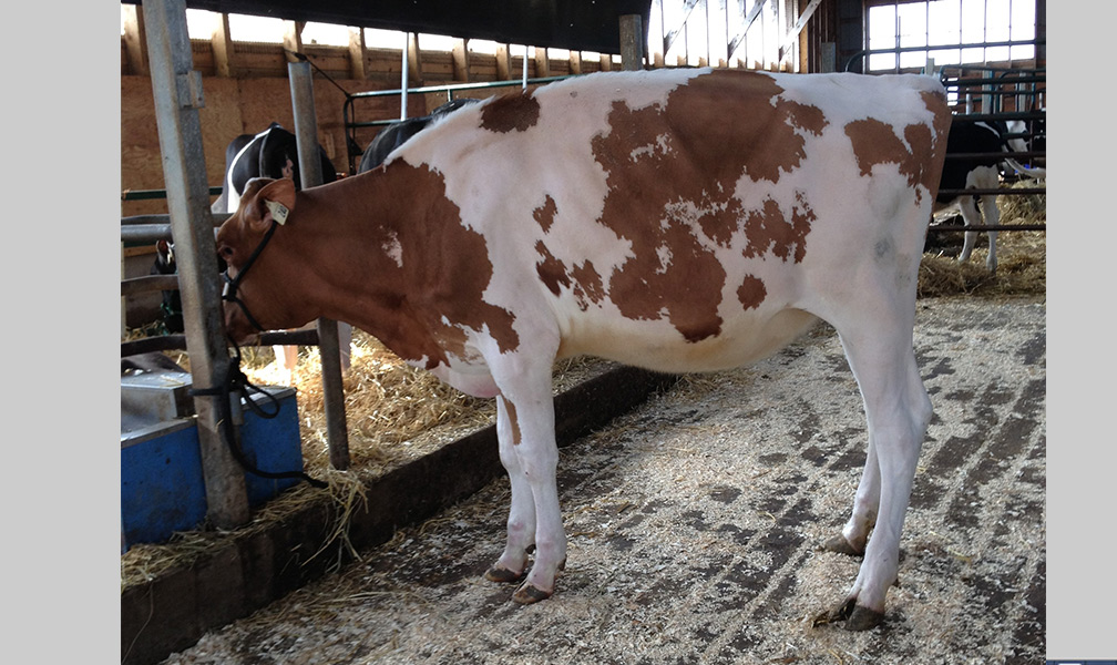 Ferme Intense em Quebec – LOOKOUT FANCY